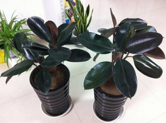 家庭养花如何调节光照