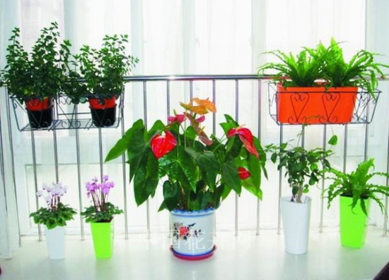 为何花卉有时长得快，有时长得慢