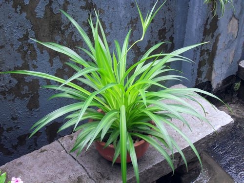 为何现代室内观赏植物大都以观叶植