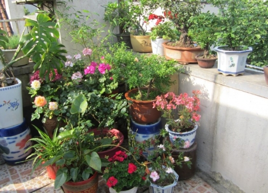 为何家庭室内养的花常常比室外养的花生长差