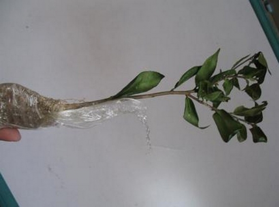 长途旅行如何携带花苗