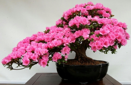 选购花卉应留意些什么