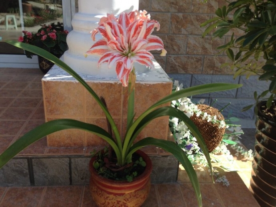 选购花卉应留意些什么