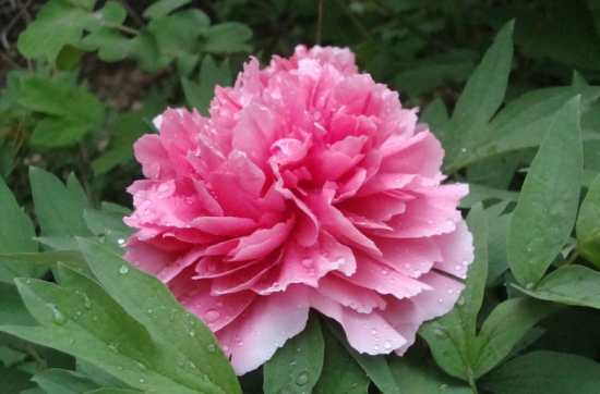 花儿为何会呈现出万紫千红的色彩