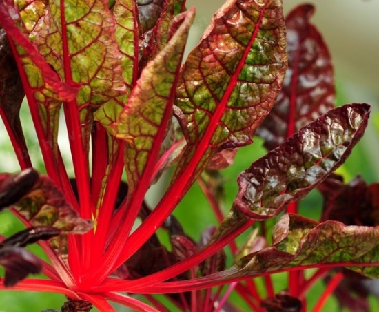 有些盆花为何多年不开花