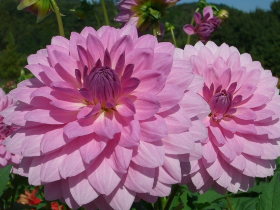 球根花卉 如何从书中学习养花的办法