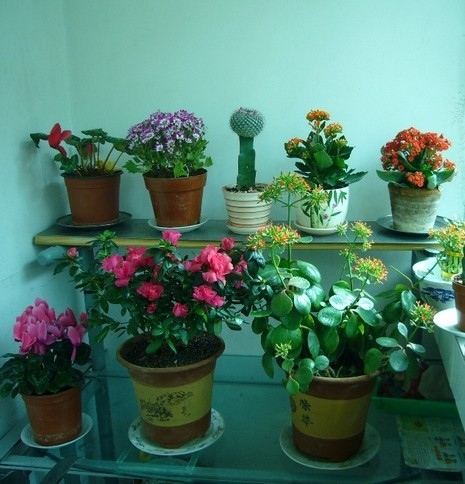 家庭阳台上宜栽哪些花木