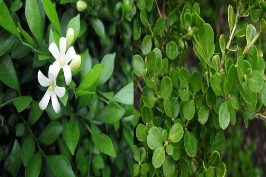 九里香(左)小叶黄杨(右) 在集贸市场购买花苗如何辨真伪