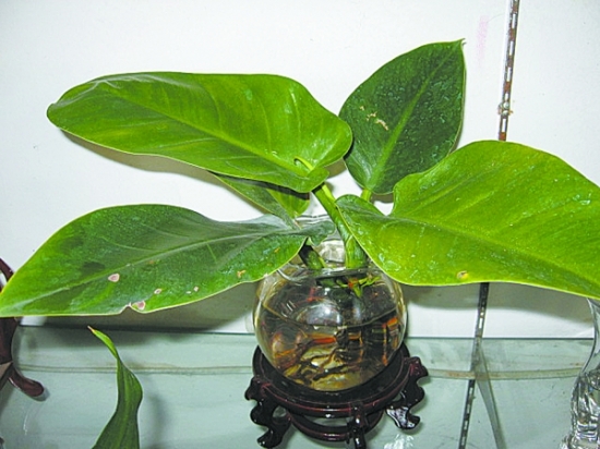 绿植 养花很神秘吗