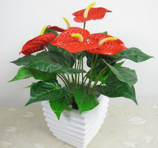 为何现代室内观赏植物大都以观叶植物为主