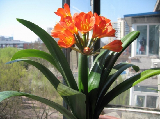 为何室内养的花常常比室外养的花生长差