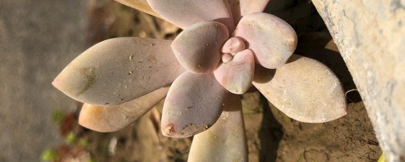 多肉掉叶片是什么原因,如何办?