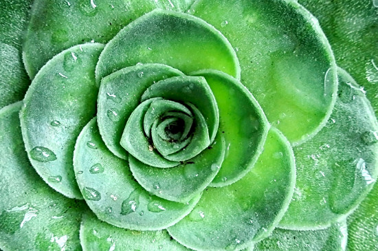 多肉掉叶片是什么原因,如何办?