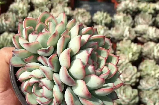 多肉掉叶片是什么原因,如何办?