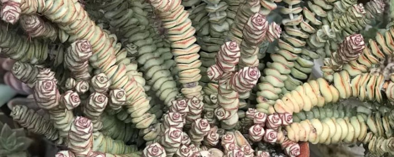 小米星多肉为何干瘪