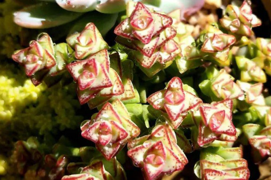 小米星多肉为何干瘪