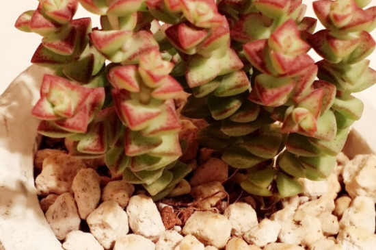 小米星多肉为何干瘪