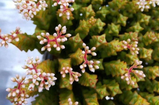 小米星多肉为何干瘪