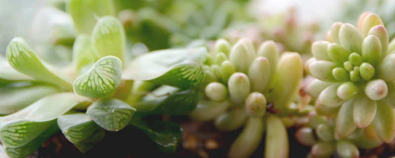 肉肉花如何养每天要浇多少水