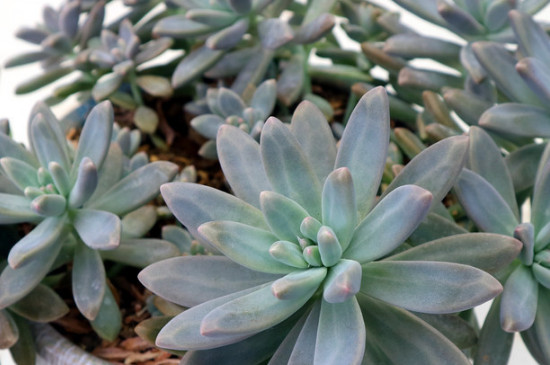 肉肉花如何养每天要浇多少水