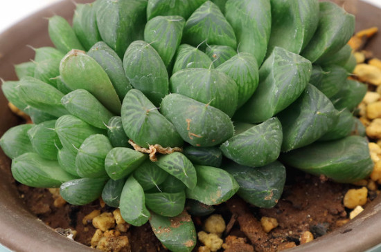 肉肉花如何养每天要浇多少水