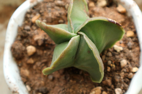 肉肉花如何养每天要浇多少水