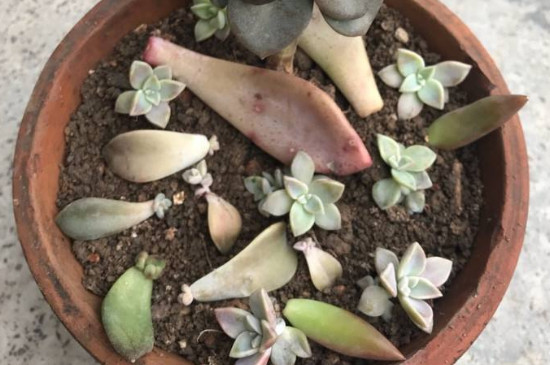 煤球渣养多肉如何配土