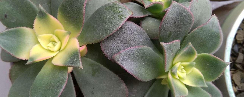 艳日辉如何扦插