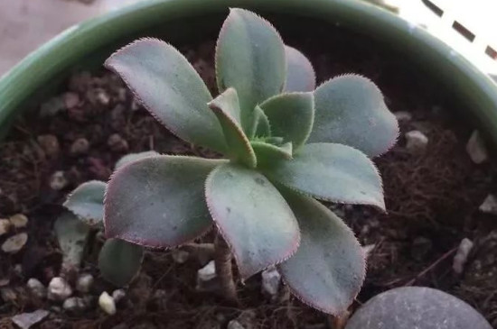 艳日辉如何扦插