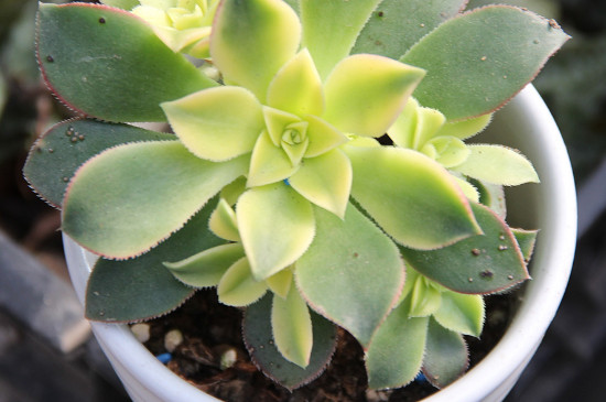 艳日辉如何扦插