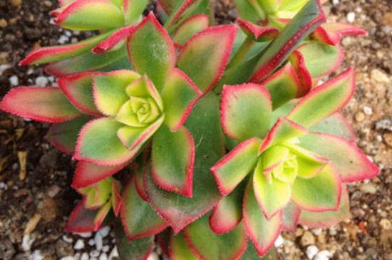 艳日辉如何扦插