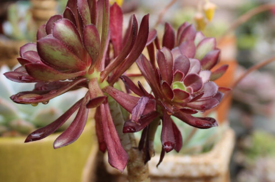 法师什么时候休眠