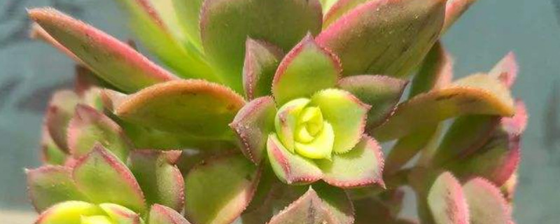 多肉火祭的养殖办法和留意事项