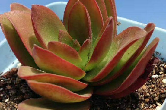 多肉火祭的养殖办法和留意事项