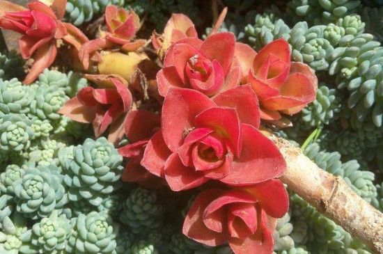 多肉火祭的养殖办法和留意事项