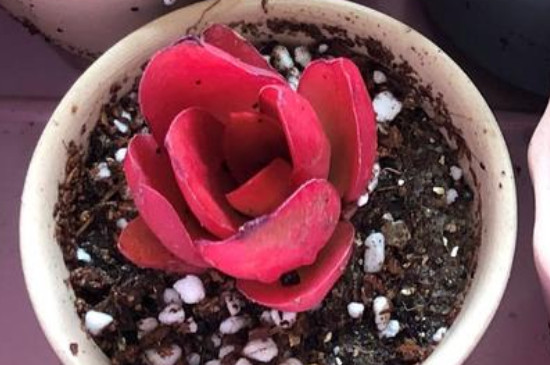 多肉火祭的养殖办法和留意事项