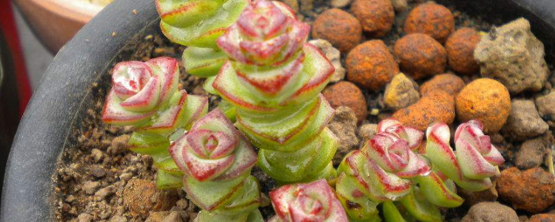 钱串串绿植的养护办法