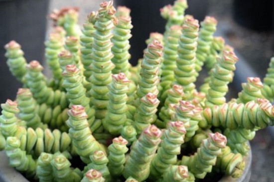 钱串串绿植的养护办法