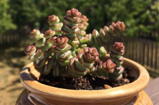 钱串串绿植的养护办法