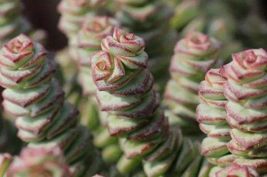 钱串串绿植的养护办法