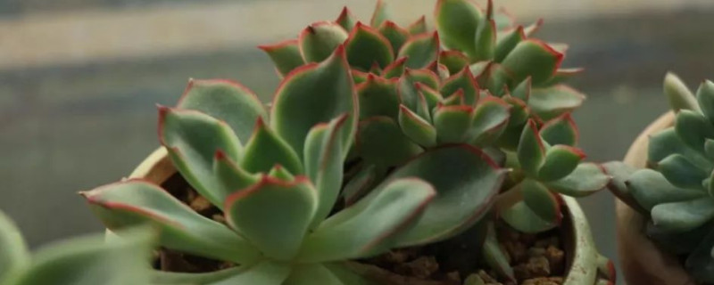 冬美人老桩如何爆侧芽