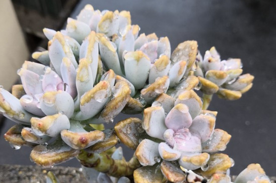 冬美人老桩如何爆侧芽