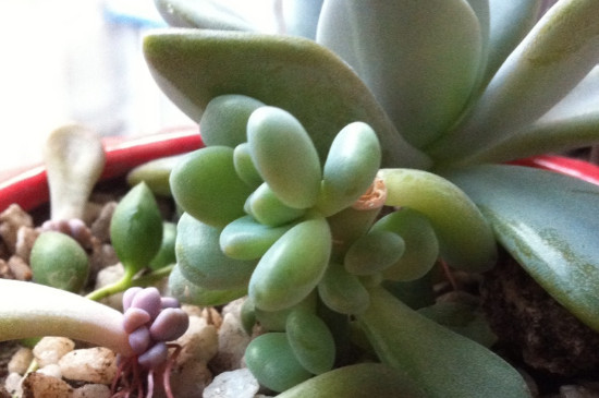 冬美人老桩如何爆侧芽