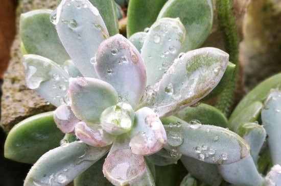 冬美人老桩如何爆侧芽