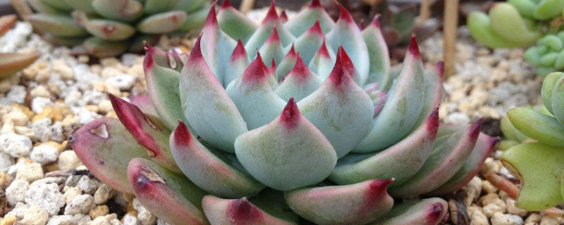 吉娃娃多肉如何繁殖