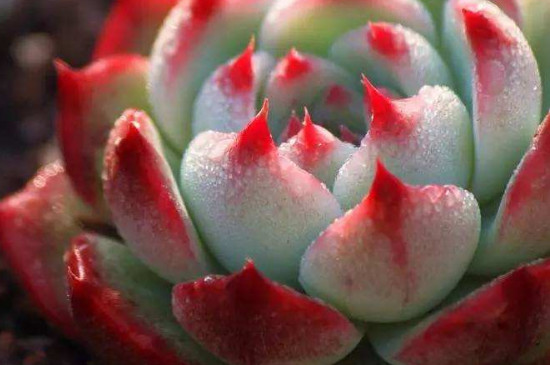 吉娃娃多肉如何繁殖