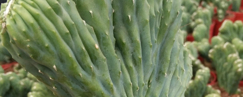 五指山花卉的养殖办法