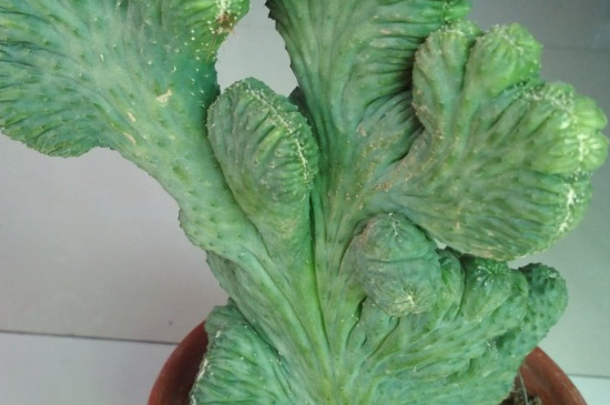 五指山花卉的养殖办法