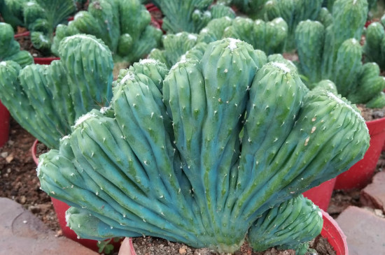 五指山花卉的养殖办法