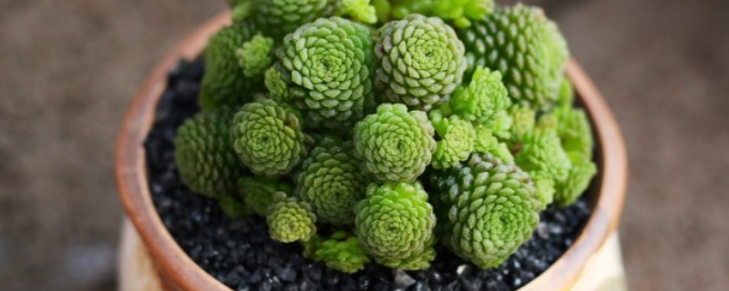 魔男多肉如何养